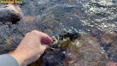 Eight Dolphins Dive in a Shallow River to Look for Fish