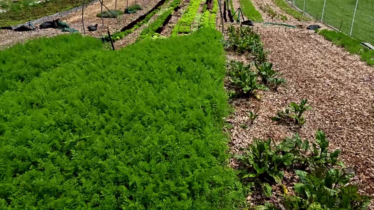 Farmers' Market Update & What's Growing 6-5-25