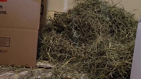 THE SOCIAL MEDIA SENSATIONS