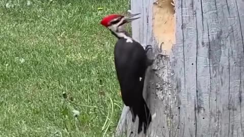 Amazing video