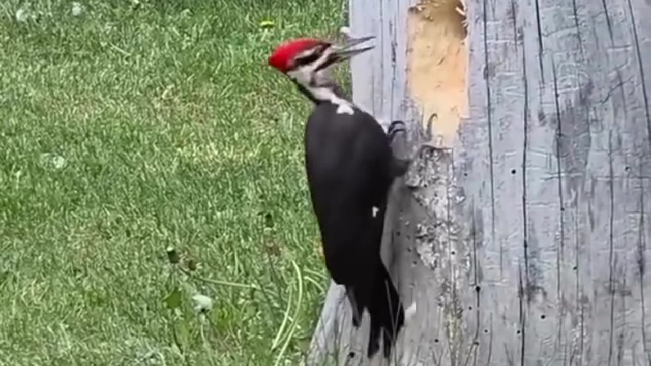Amazing video