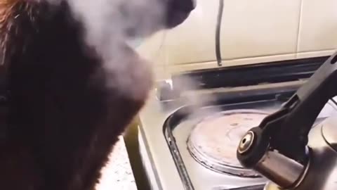 new funny animals best moments 29