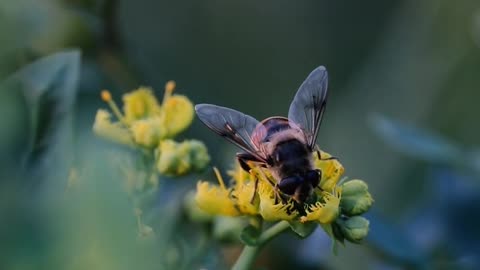 Nature and Animals