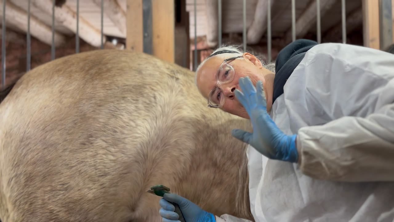 Brushing Horses
