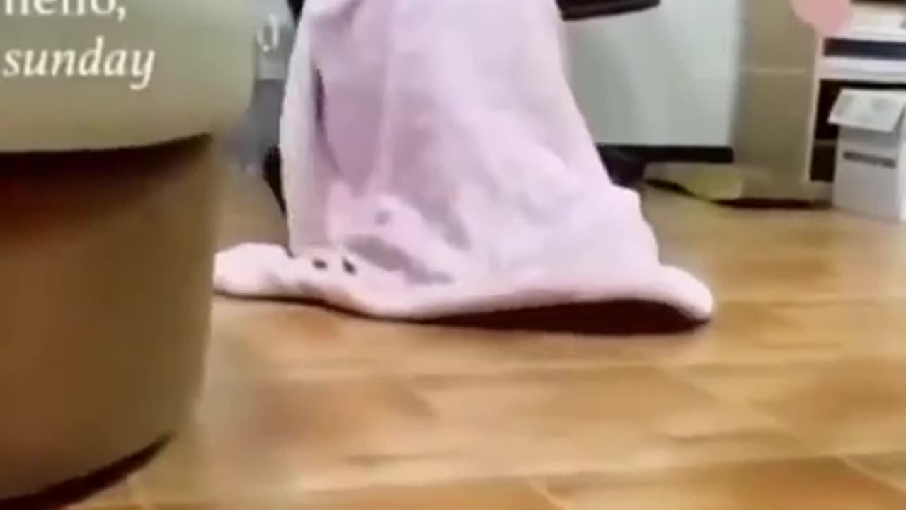 52. Laugh Out Loud with These Hilarious Pet Antics A Funny Pets Compilation