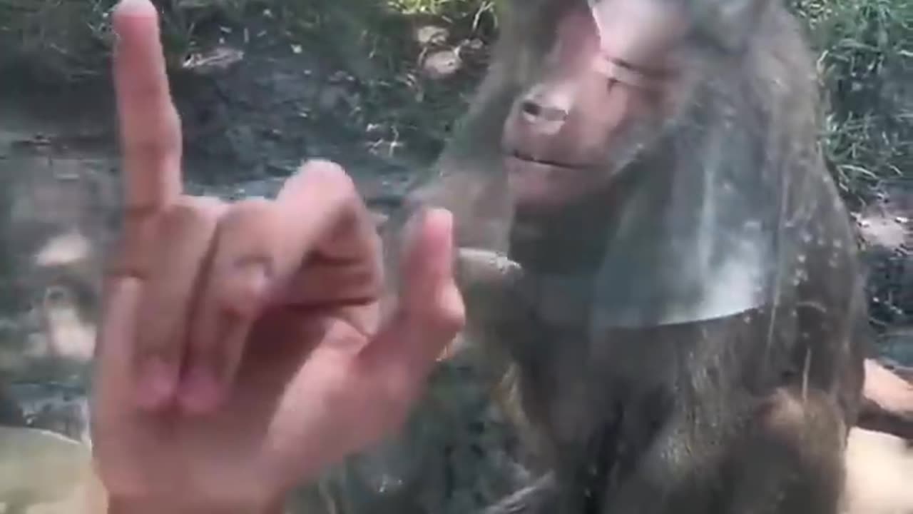 🐵🐵🤣🤣🤣🤣