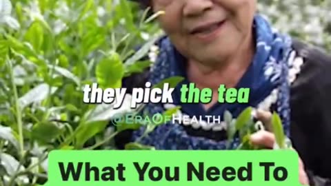 MATCHA TEA AND POLYPHENOLS