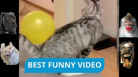 Top funny animal clips,most funny animal videos