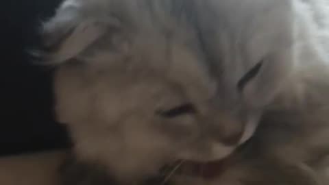 Fluffy Gray Cat Grooming Itself – Pure Feline Relaxation 🐾