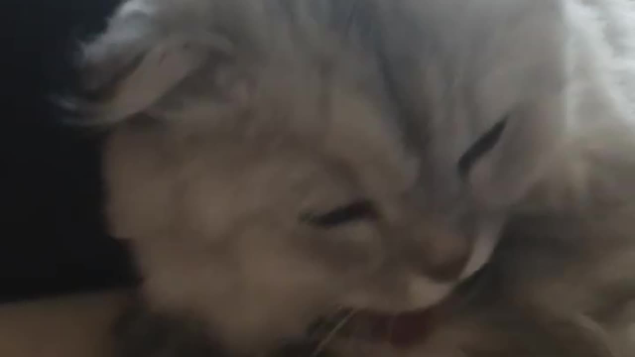 Fluffy Gray Cat Grooming Itself – Pure Feline Relaxation 🐾