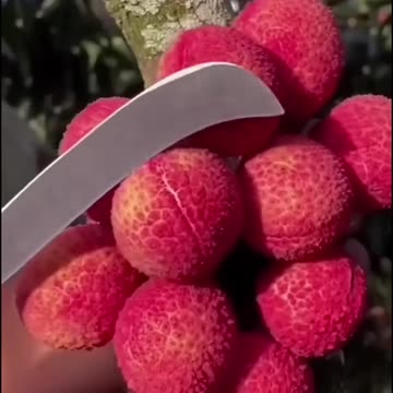 The Best Fruits Ever Seen ! Very Tasty!#fruit #shorts #nature