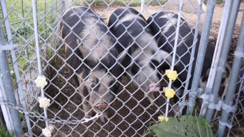 Piggies saying "Good Morning"