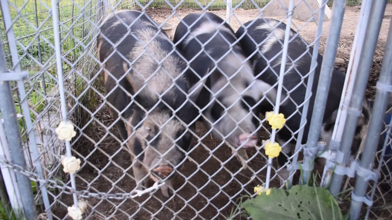 Piggies saying "Good Morning"