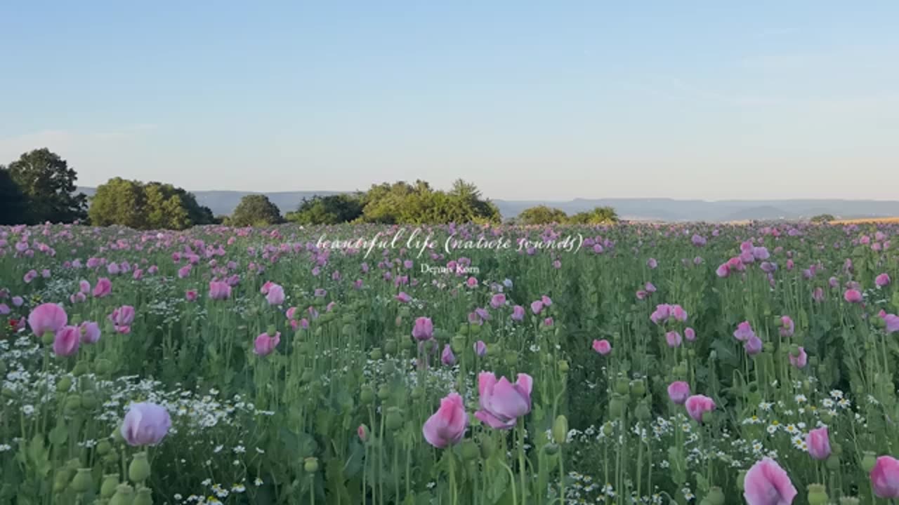 in my mind I'm here... (piano playlist)