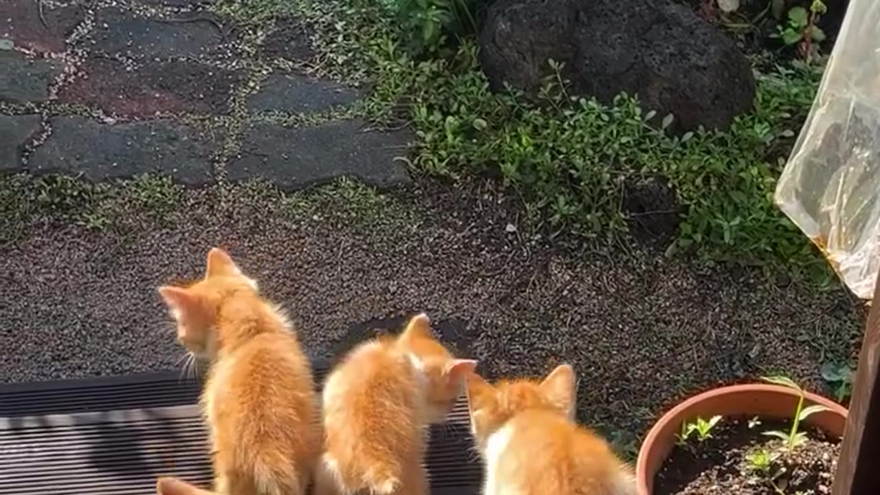 Cute dog 🥰