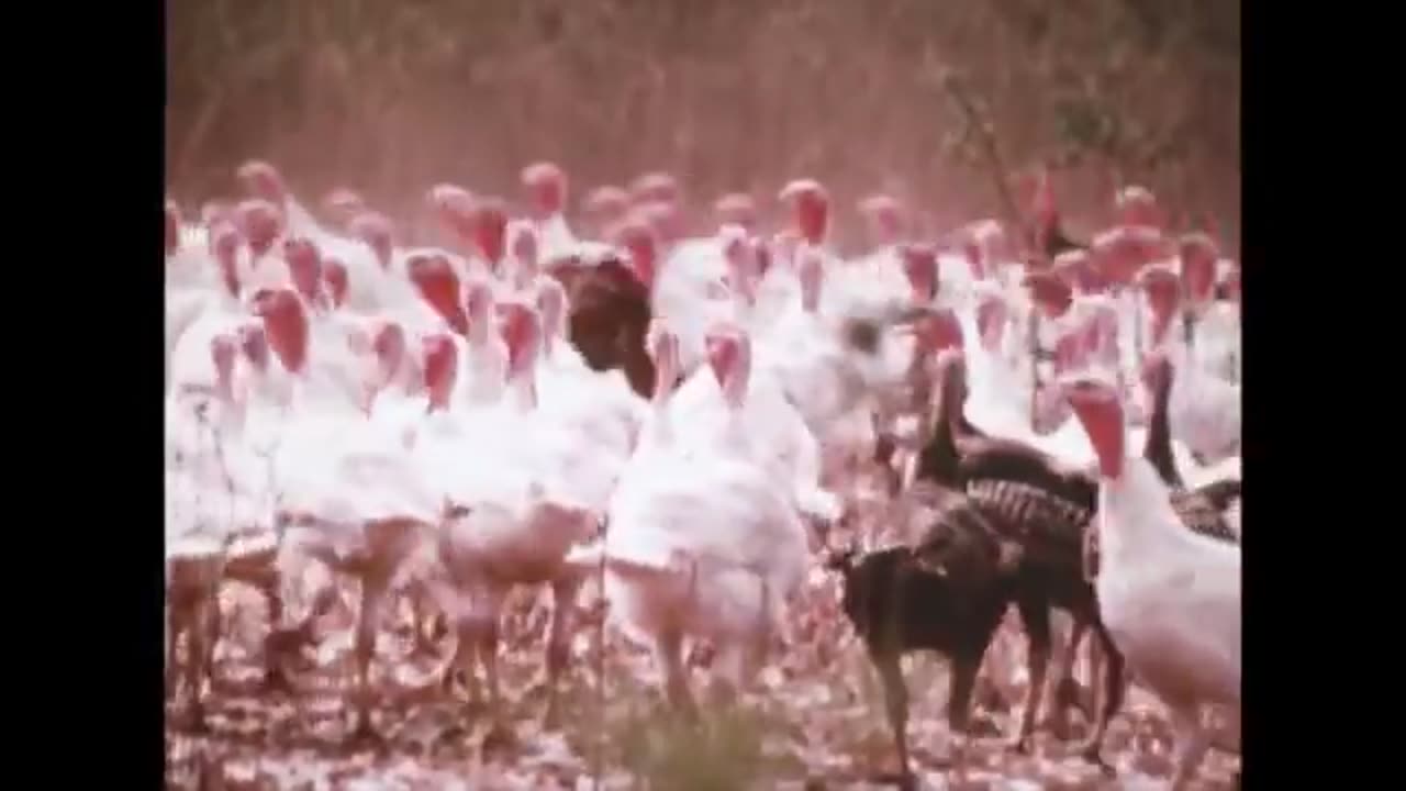 Turkey Stampede