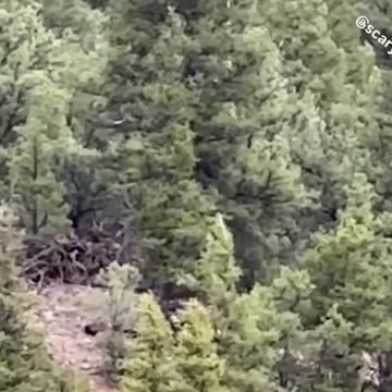 Bigfoot Sighting, Colorado 👣 #Shorts