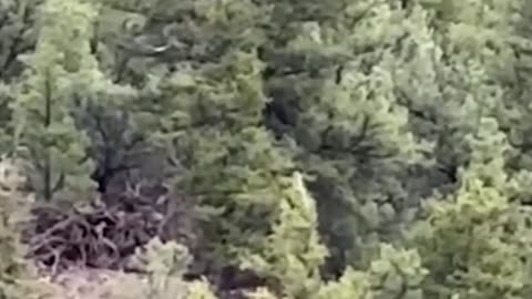 Bigfoot Sighting, Colorado 👣 #Shorts