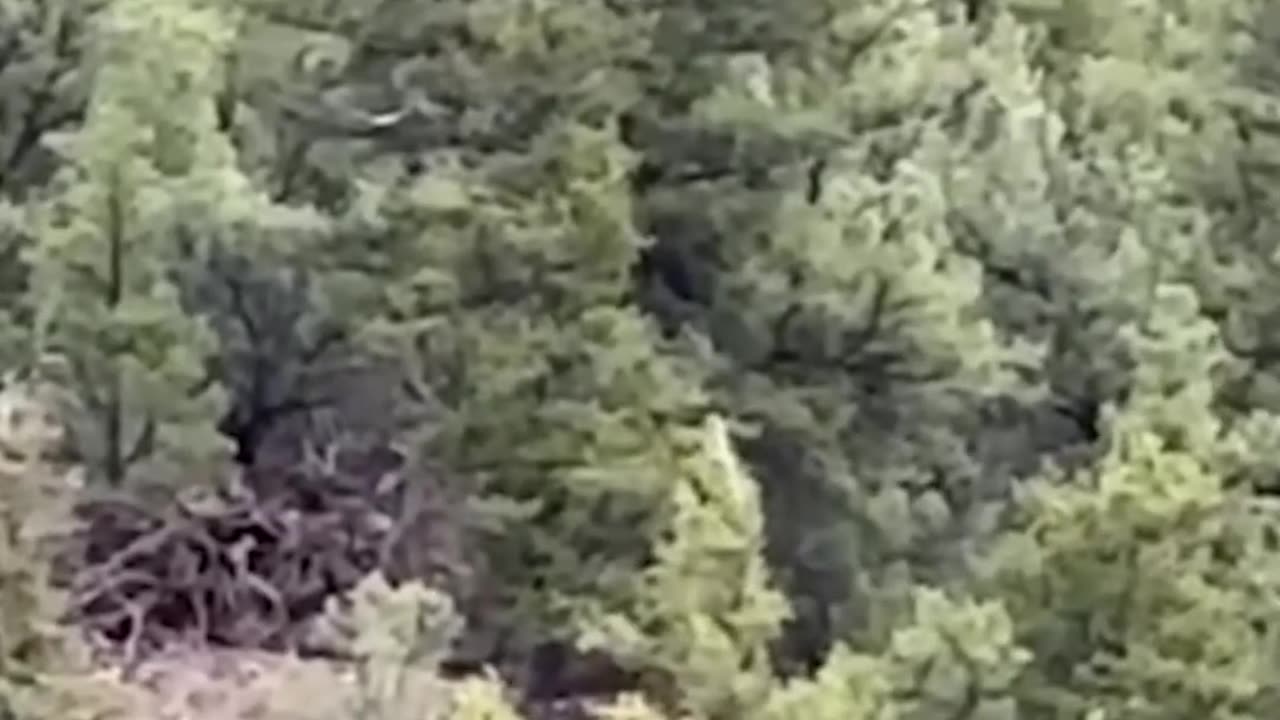 Bigfoot Sighting, Colorado 👣 #Shorts