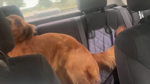 Golden Retriever Dances in the Backseat