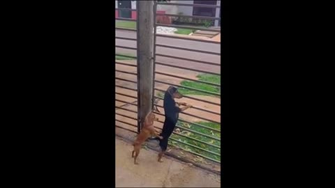 Funny animal videos - Funny cats/dogs - Funny animals Part1