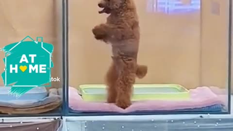 Dancing Dog At The Club