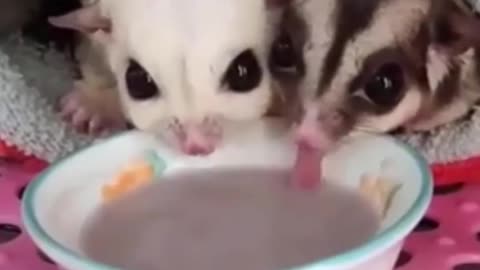 The Most Adorable Animal Moments! Cute Baby Animals Compilation!