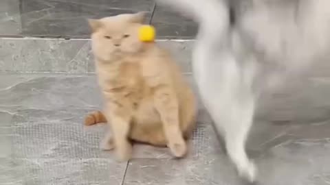 Dog's Comedy Videos 🤣 so cute videos 😍 funny pictures and puppies comedy scenes 😂