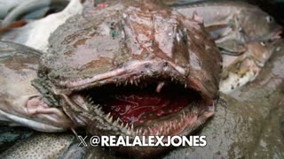 The Alex Jones Shows, LIVE !