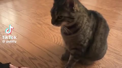 😻🙀 Cat Literally BEGS to Be Pet—Too Cute! | FunFM
