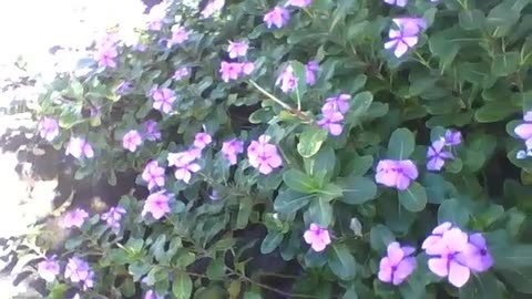 A beautiful garden full of quaresmeiras flowers, they are very beautiful! [Nature & Animals]