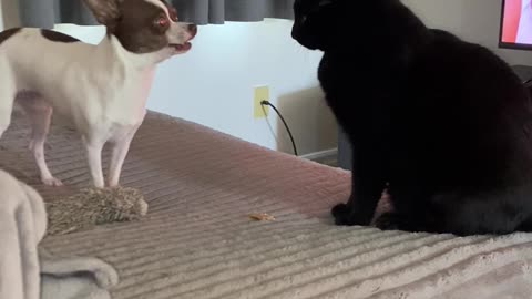 The case of the unclaimed treat!