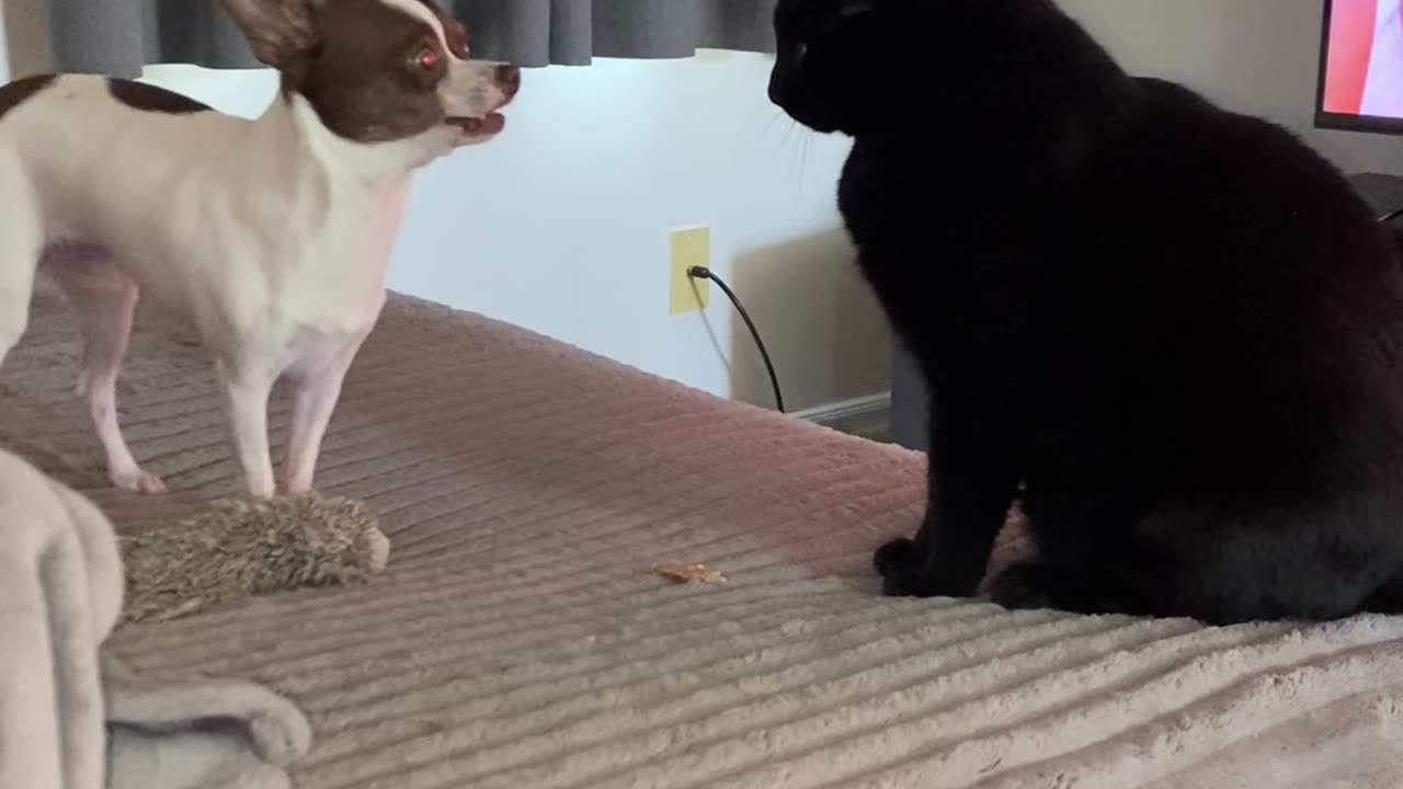 The case of the unclaimed treat!