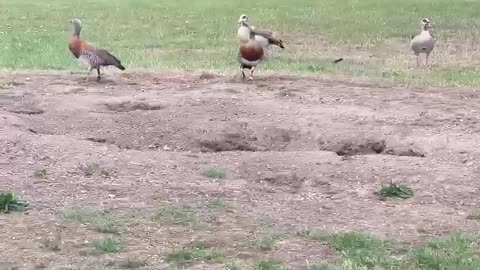 Ashley Headed Geese
