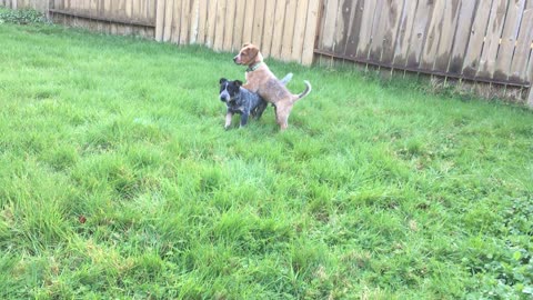 more first day pups