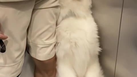 Dog's Comedy Videos 🤣 so cute videos 😍 funny videos in puppies comedy scenes 🤣 so cute picture 😂