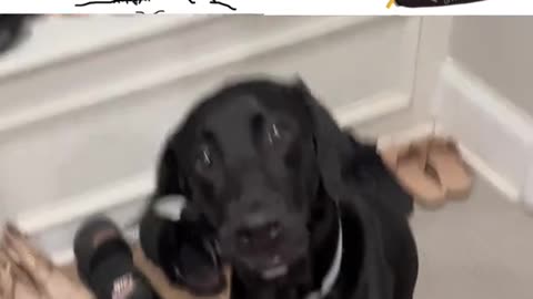 Doggo wants to Pray