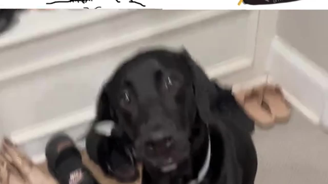 Doggo wants to Pray