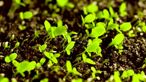 Time - lapes of germination lettuse