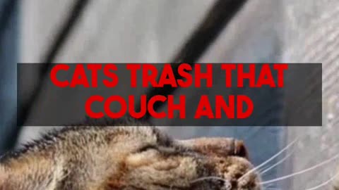 Cat Friendly Sofa Selection Durability Style And Maintenance