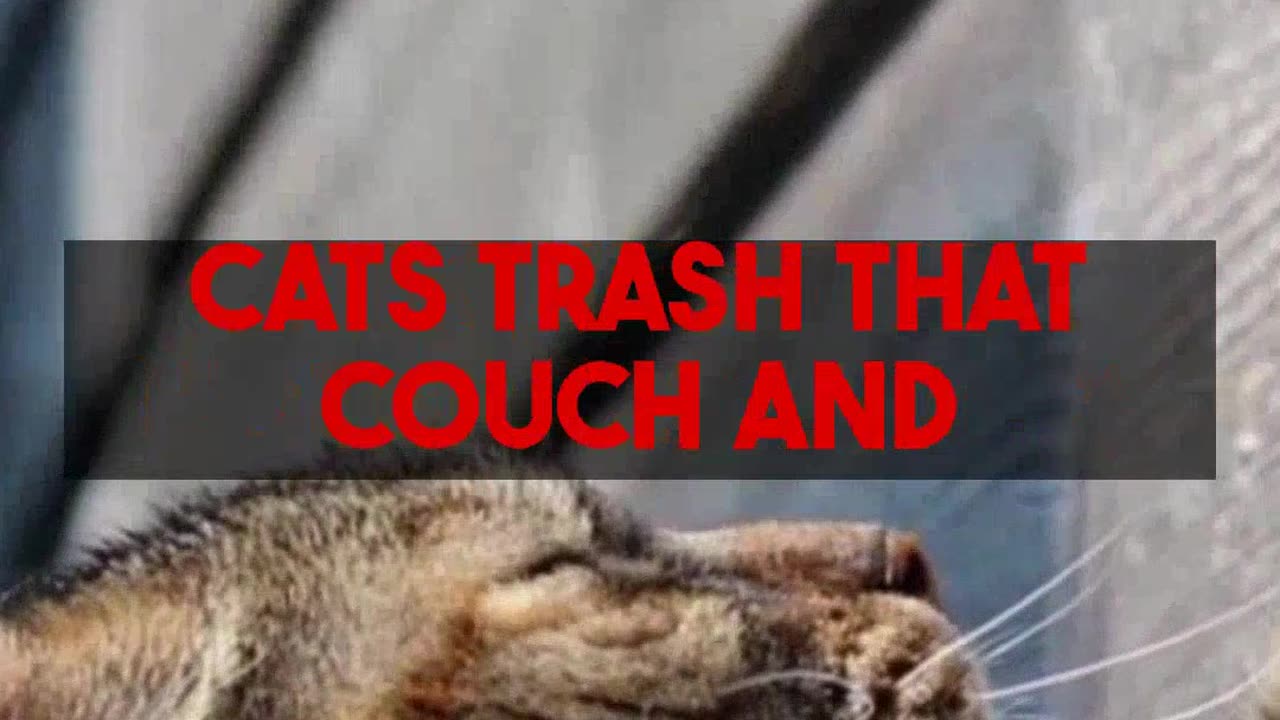 Cat Friendly Sofa Selection Durability Style And Maintenance