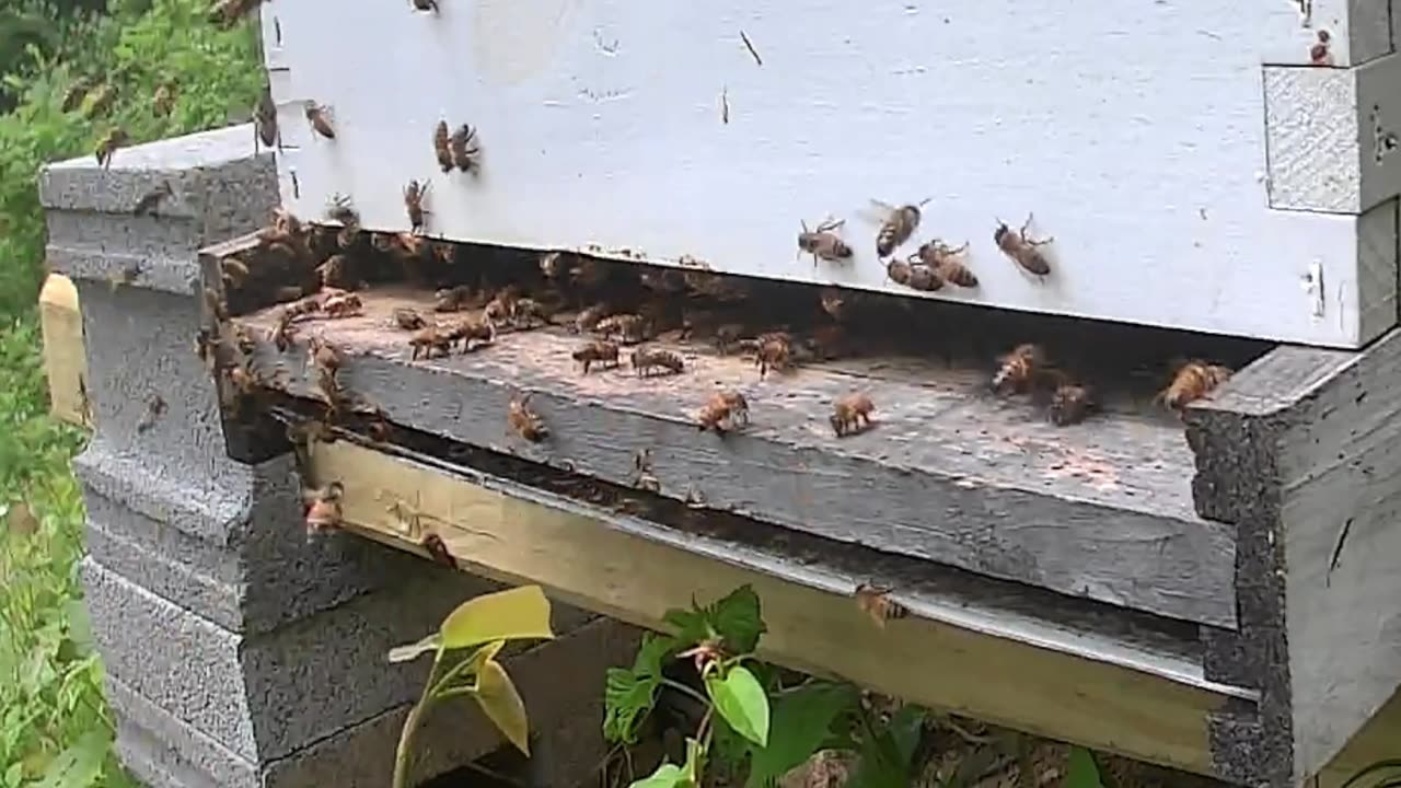 Bee Break #11