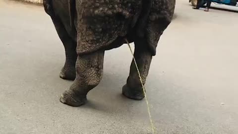 Wild Rhino Surprise! 🦏 Walks & Pees on Road in Sauraha | Tourists in Awe!