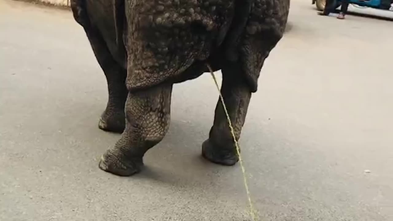 Wild Rhino Surprise! 🦏 Walks & Pees on Road in Sauraha | Tourists in Awe!