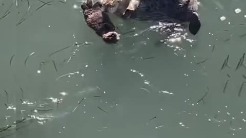 These 2 otters are swimming casually, just enjoy it 😁 #shorts #viral
