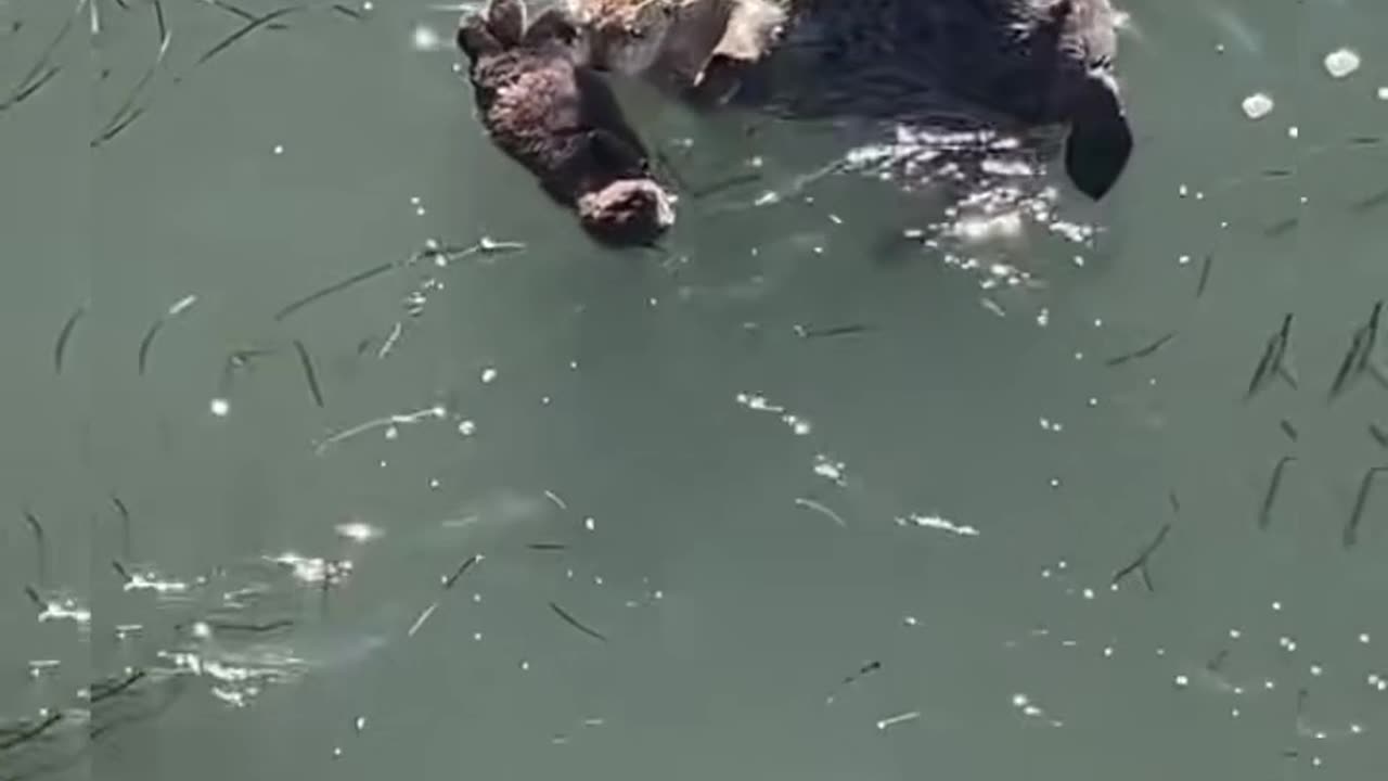 These 2 otters are swimming casually, just enjoy it 😁 #shorts #viral