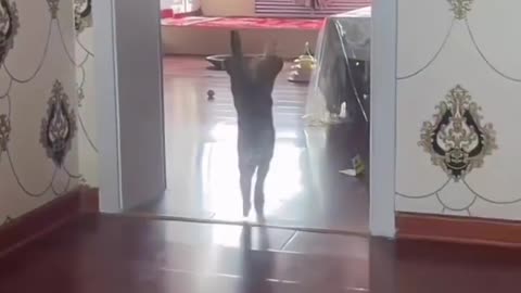 😂🐈 Cat Just Showing Off Its Muscles! | FunFM