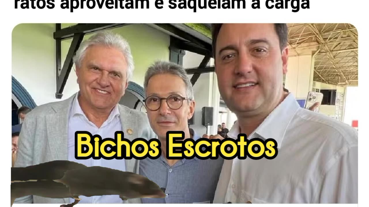 O caminhão tombou na pista, o motorista estar preso às ferragens, enquanto isso os ratos aproveitam e saqueiam a carga, rato Zema,rato caiado e rato junior.