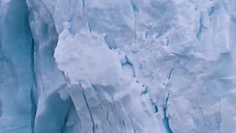 Snow bear