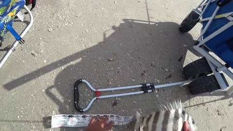 a pesca anche un bel drum fish oltre agli sheepshead pescati tutti con gli shrimp.f270_part13